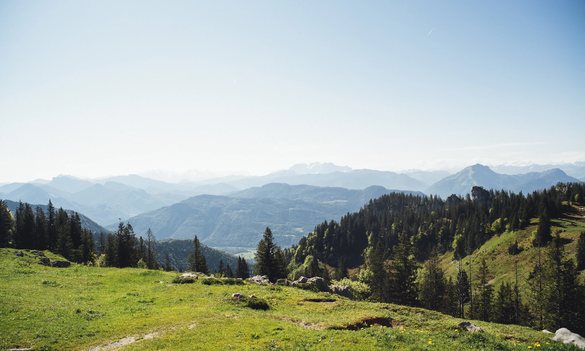 Grüne Hügellandschaft mit Wald